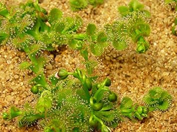 Green Drosera Seeds for Planting - 100 pcs